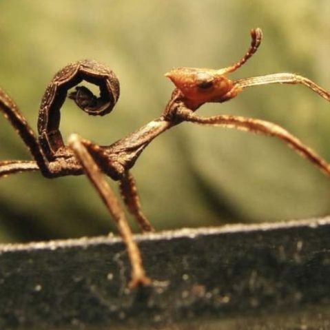 Phasme scorpion