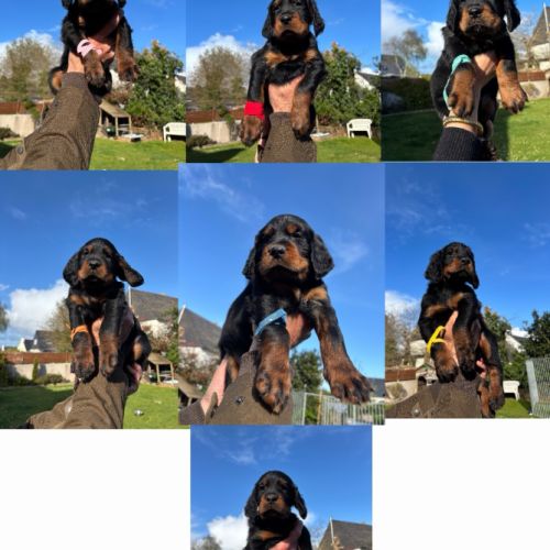 Chiots setter gordon #1