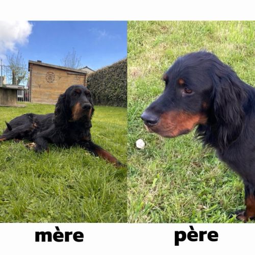 Chiots setter gordon