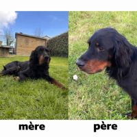 Chiots setter gordon