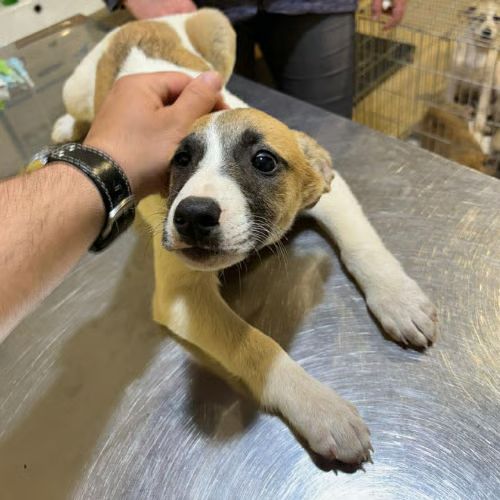 Barney chiot à adopter #1