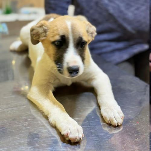 Barney chiot à adopter #3