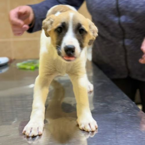 Barney chiot à adopter #0