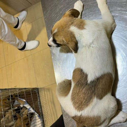 Barney chiot à adopter #7