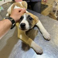 Barney chiot à adopter #1