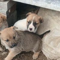 Barney chiot à adopter #5