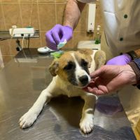 Barney chiot à adopter #6