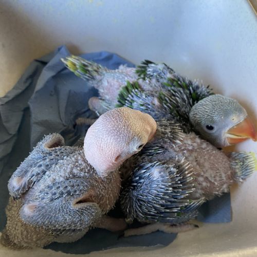 Grand alexandre eam apprivoiser