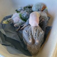 Grand alexandre eam apprivoiser #2