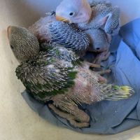 Grand alexandre eam apprivoiser #3