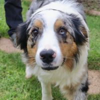 Berger australien d'un an à l'adoption #0