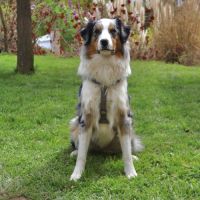 Berger australien d'un an à l'adoption #2