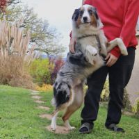 Berger australien d'un an à l'adoption #3