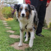 Berger australien d'un an à l'adoption #4