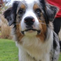 Berger australien d'un an à l'adoption #5