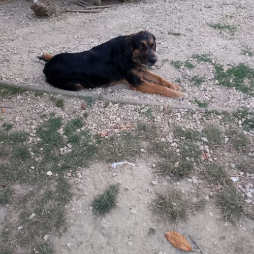 Chien bouvier croisé à donner urgent #0