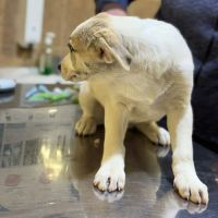 Franky chiot a adopter #3