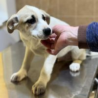 Franky chiot a adopter