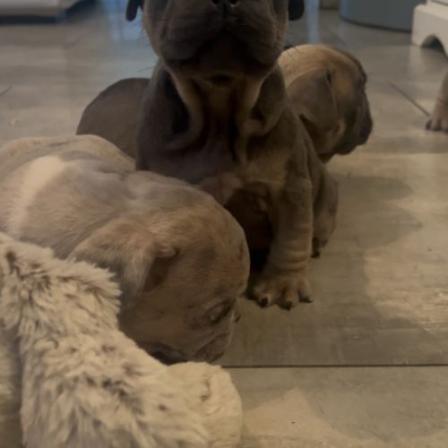 A vendre magnifique bouledogue français exo