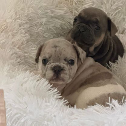 A vendre magnifique bouledogue français exo #2