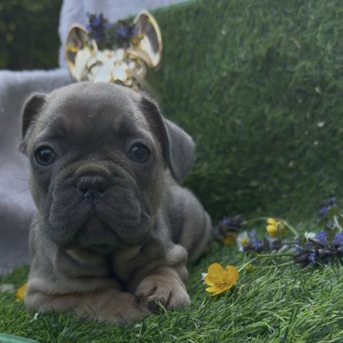 A vendre magnifique bouledogue français exo