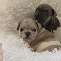 A vendre magnifique bouledogue français exo #2