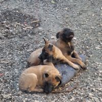 Vend 09 superbe chiots malinois