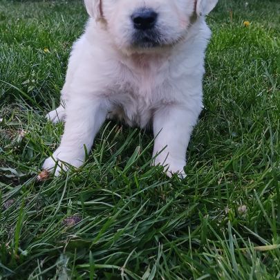Chiot golden retriever #0