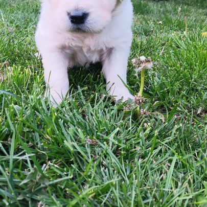 Chiot golden retriever #2