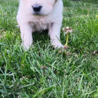 Chiot golden retriever #2
