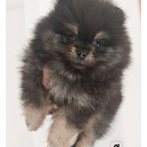 Chiot spitz allemand petit #3