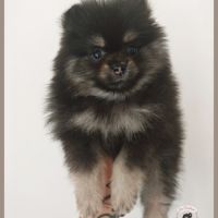 Chiot spitz allemand petit #1