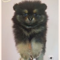 Chiot spitz allemand petit #2