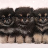 Chiot spitz allemand petit #0