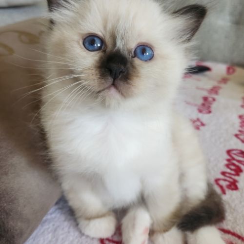 Chatons sacré de birmanie #1