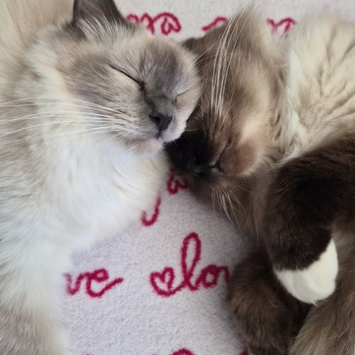 Chatons sacré de birmanie #2