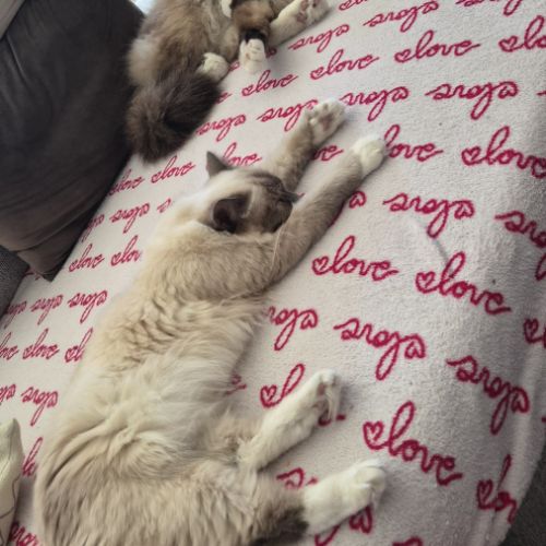 Chatons sacré de birmanie #3