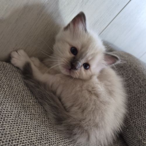 Chatons sacré de birmanie #5