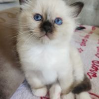 Chatons sacré de birmanie #1