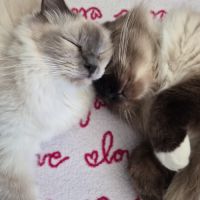 Chatons sacré de birmanie #2