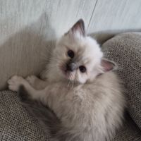 Chatons sacré de birmanie #0