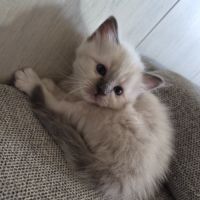 Chatons sacré de birmanie #5