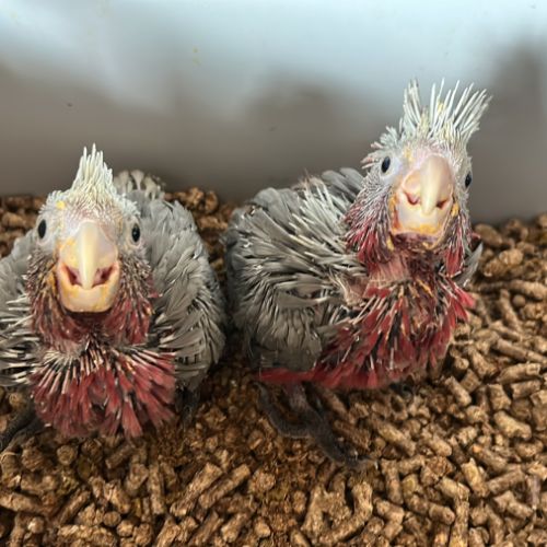 Cacatoès rosalbin eam