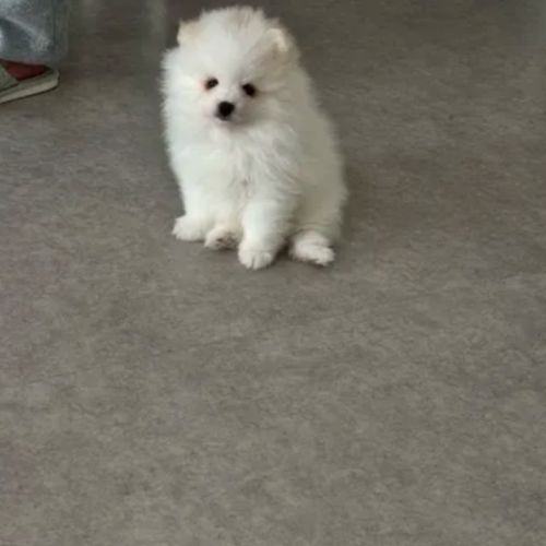 Magnifiques chiots spitz nain poméranien lof #1