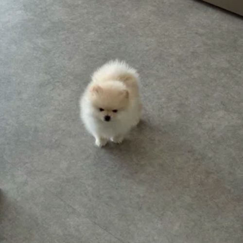 Magnifiques chiots spitz nain poméranien lof #2