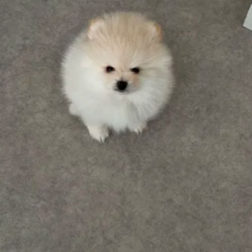 Magnifiques chiots spitz nain poméranien lof