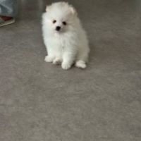 Magnifiques chiots spitz nain poméranien lof #1