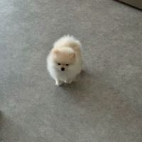 Magnifiques chiots spitz nain poméranien lof #2