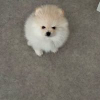 Magnifiques chiots spitz nain poméranien lof #0