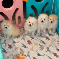 Magnifiques chiots spitz nain poméranien lof #4